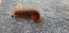 Phyllalia