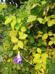 Clitoria ternatea