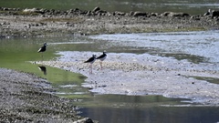 Himantopus leucocephalus