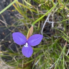Patersonia