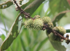 Fagaceae