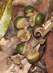 Fagaceae
