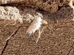 Cryptolaemus montrouzieri