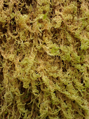 Stereodon subimponens