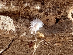 Cryptolaemus montrouzieri