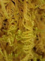 Stereodon subimponens