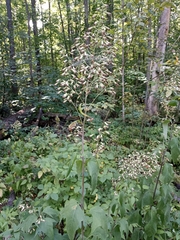 Parasenecio hastatus