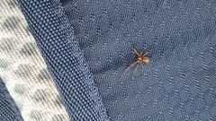 Neriene peltata