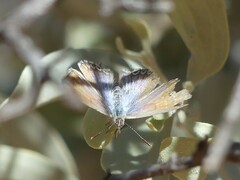 Theclinesthes miskini