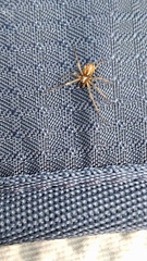 Neriene peltata