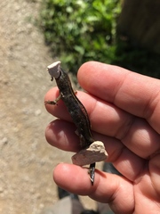 Triturus carnifex