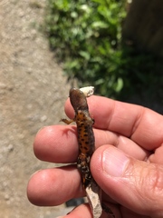 Triturus carnifex