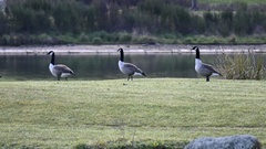 Branta canadensis maxima