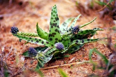 Ledebouria