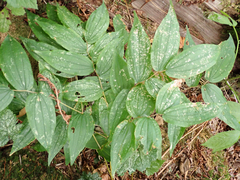 Prosartes hookeri