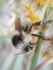 Bombus veteranus
