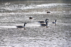 Branta canadensis maxima
