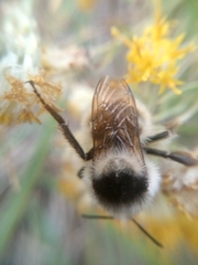 Bombus veteranus