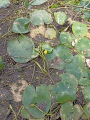 Nymphoides peltata