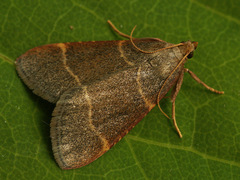Hypsopygia glaucinalis