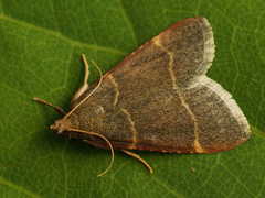 Hypsopygia glaucinalis