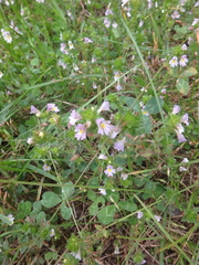 Euphrasia maximowiczii