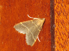 Hypsopygia glaucinalis