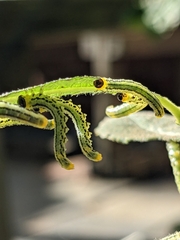 Euura pavida