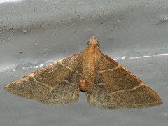 Hypsopygia glaucinalis