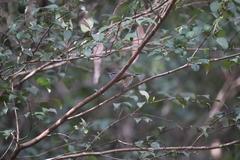 Sericornis frontalis