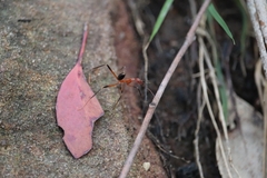 Leptomyrmex
