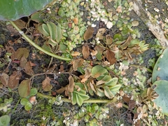 Salvinia natans