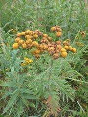 Tanacetum vulgare boreale