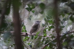 Pachycephala pectoralis