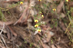 Bossiaea obcordata