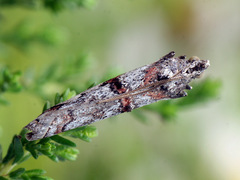 Pempelia palumbella
