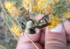 Bombus veteranus