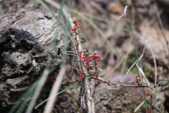 Phyllanthus hirtellus