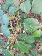 Ampelopsis glandulosa hancei
