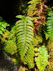 Cranfillia deltoides