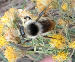 Bombus veteranus