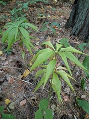Lilium martagon