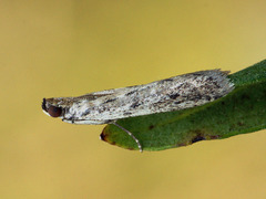 Phycitodes albatella