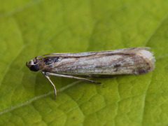 Phycitodes albatella