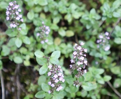 Thymus pulegioides