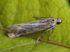 Phycitodes albatella