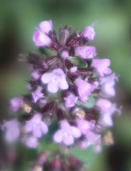 Thymus pulegioides