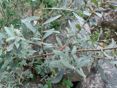 Salix salviifolia