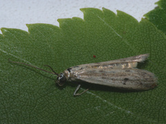 Phycitodes albatella