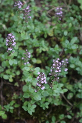 Thymus pulegioides